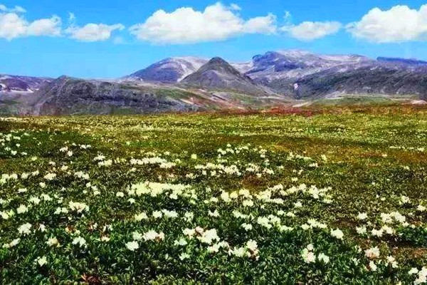 春季長(zhǎng)白山踏雪賞花之旅
